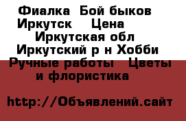 Фиалка “Бой быков“ (Иркутск) › Цена ­ 160 - Иркутская обл., Иркутский р-н Хобби. Ручные работы » Цветы и флористика   